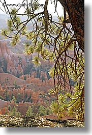 images/UnitedStates/Utah/BryceCanyon/Scenics/tree-n-scenic-04.jpg