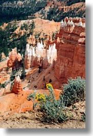 america, bryce canyon, flowers, north america, towers, united states, utah, vertical, western usa, photograph