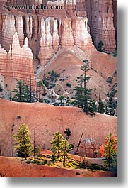 america, bryce canyon, north america, towers, trees, united states, utah, vertical, western usa, photograph