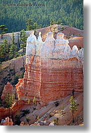 america, bryce canyon, north america, towers, trees, united states, utah, vertical, western usa, photograph