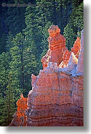 america, bryce canyon, north america, towers, trees, united states, utah, vertical, western usa, photograph