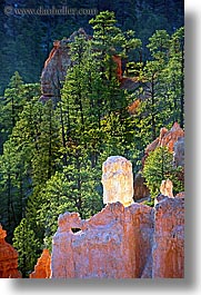 america, bryce canyon, north america, towers, trees, united states, utah, vertical, western usa, photograph