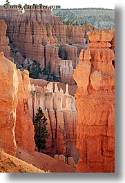 america, bryce canyon, north america, towers, trees, united states, utah, vertical, western usa, photograph