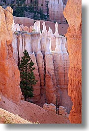 america, bryce canyon, north america, towers, trees, united states, utah, vertical, western usa, photograph