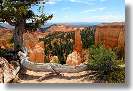 america, bryce canyon, horizontal, north america, towers, trees, united states, utah, western usa, photograph