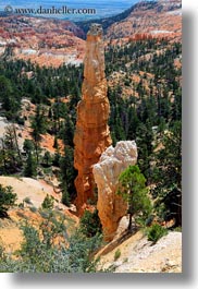 america, bryce canyon, north america, towers, trees, united states, utah, vertical, western usa, photograph