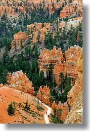 america, bryce canyon, north america, towers, trees, united states, utah, vertical, western usa, photograph