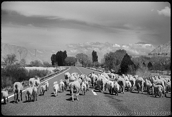 sheep-crossing.jpg