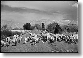 images/UnitedStates/Utah/Misc/sheep-crossing.jpg