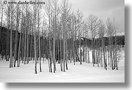 america, aspen trees, aspens, black and white, horizontal, north america, park city, snow, united states, utah, western usa, photograph