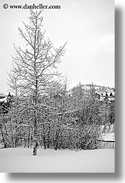 america, aspen trees, aspens, black and white, north america, park city, snow, united states, utah, vertical, western usa, photograph