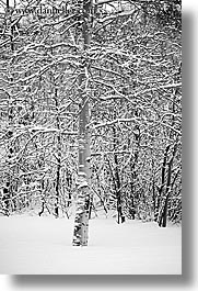 america, aspen trees, aspens, black and white, north america, park city, snow, united states, utah, vertical, western usa, photograph