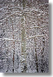 america, aspen trees, aspens, north america, park city, snow, united states, utah, vertical, western usa, photograph