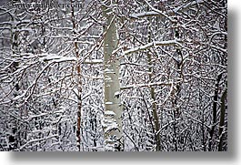 america, aspen trees, aspens, horizontal, north america, park city, snow, united states, utah, western usa, photograph