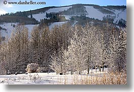 america, aspen trees, aspens, horizontal, north america, park city, snow, united states, utah, western usa, photograph