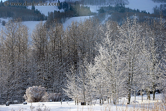 snowy-aspens-07.jpg