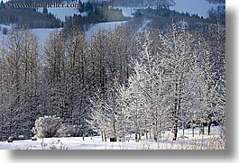 images/UnitedStates/Utah/ParkCity/AspenTrees/snowy-aspens-07.jpg