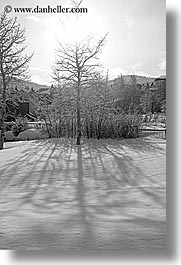 america, aspen trees, aspens, black and white, north america, park city, snow, united states, utah, vertical, western usa, photograph