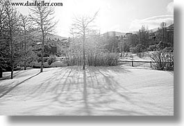 america, aspen trees, aspens, black and white, horizontal, north america, park city, snow, united states, utah, western usa, photograph