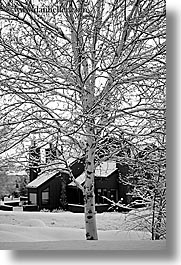 america, aspen trees, aspens, black and white, north america, park city, snow, united states, utah, vertical, western usa, photograph