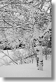 america, aspen trees, aspens, black and white, north america, park city, snow, united states, utah, vertical, western usa, photograph