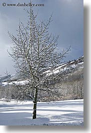 america, aspen trees, aspens, north america, park city, snow, united states, utah, vertical, western usa, photograph