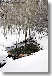 america, aspen trees, north america, park city, rivers, snow, trees, united states, utah, vertical, western usa, photograph