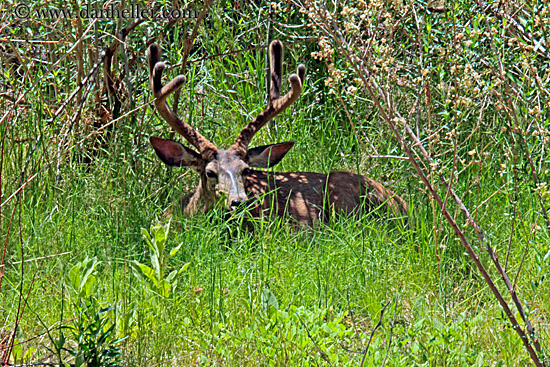 deer-w-big-antlers.jpg
