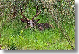 images/UnitedStates/Utah/Zion/Animals/deer-w-big-antlers.jpg