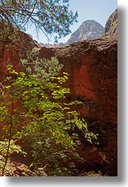 america, emerald falls trail, mountains, north america, trees, united states, utah, vertical, western usa, zion, photograph