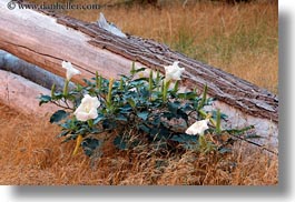images/UnitedStates/Utah/Zion/Flowers/flowers-n-log-02.jpg
