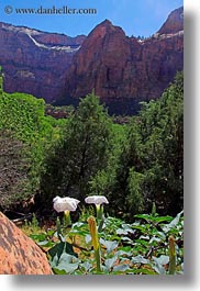 america, flowers, mountains, north america, united states, utah, vertical, western usa, zion, photograph
