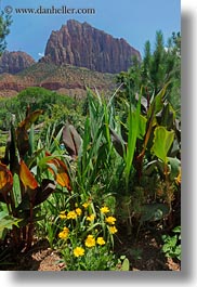 america, flowers, mountains, north america, united states, utah, vertical, western usa, zion, photograph