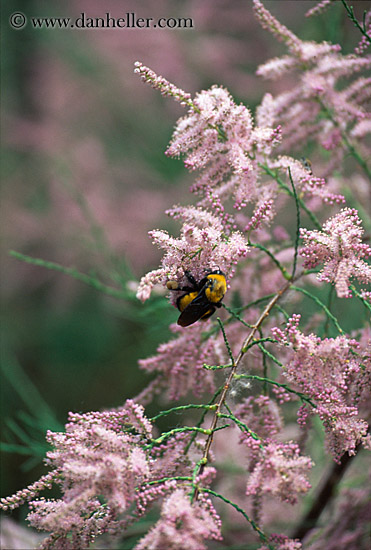 pink-flowers-n-bee.jpg