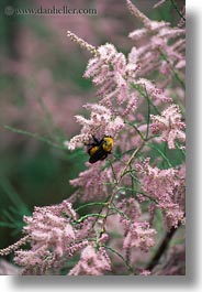 america, bees, flowers, north america, pink, united states, utah, vertical, western usa, zion, photograph