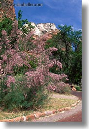 images/UnitedStates/Utah/Zion/Flowers/pink-flowers.jpg