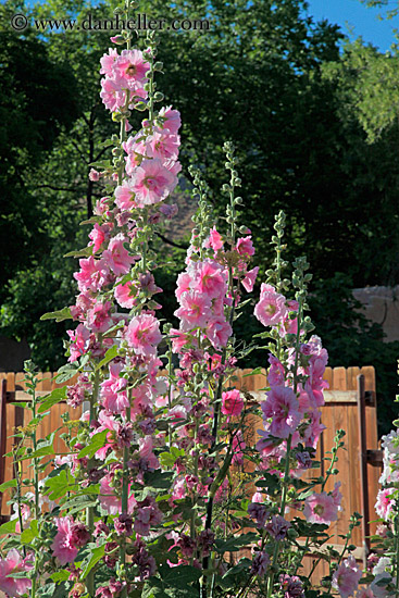 pink-hollyhock-1.jpg