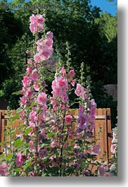 images/UnitedStates/Utah/Zion/Flowers/pink-hollyhock-1.jpg