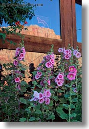 images/UnitedStates/Utah/Zion/Flowers/pink-hollyhock-3.jpg