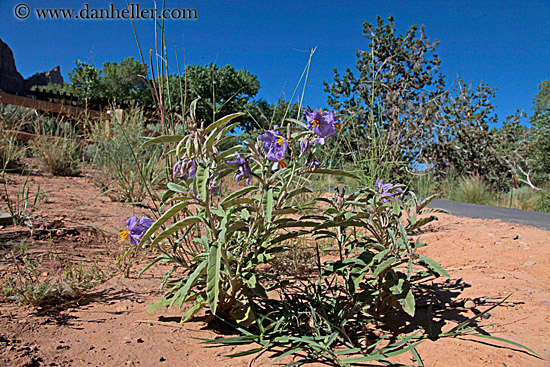 purple-flowers.jpg