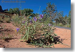 images/UnitedStates/Utah/Zion/Flowers/purple-flowers.jpg
