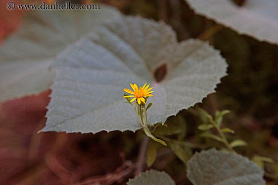 yellow-flower-n-leaf.jpg