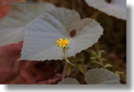 images/UnitedStates/Utah/Zion/Flowers/yellow-flower-n-leaf.jpg