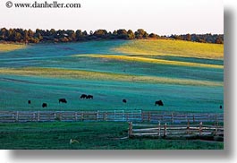 america, buffalo, horizontal, landscapes, north america, united states, utah, western usa, zion, photograph