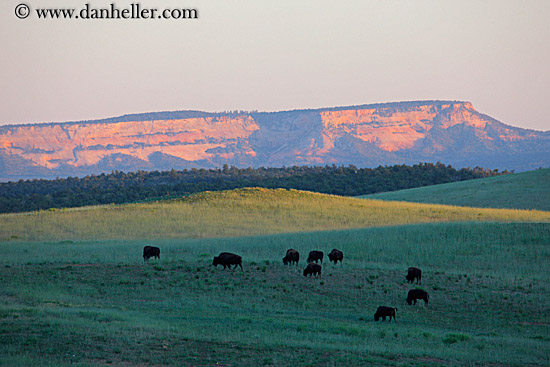 buffalo-n-sunset-cliffs-1.jpg