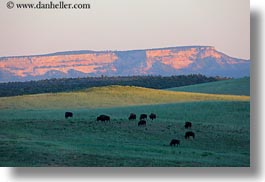 america, buffalo, cliffs, horizontal, landscapes, north america, sunsets, united states, utah, western usa, zion, photograph