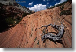 america, branches, dead, horizontal, mountains, north america, rocks, united states, utah, waves, western usa, zion, photograph