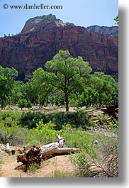 america, dead, logs, mountains, north america, trees, united states, utah, vertical, western usa, zion, photograph