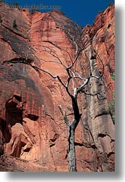 america, dead, mountains, north america, trees, united states, utah, vertical, western usa, zion, photograph