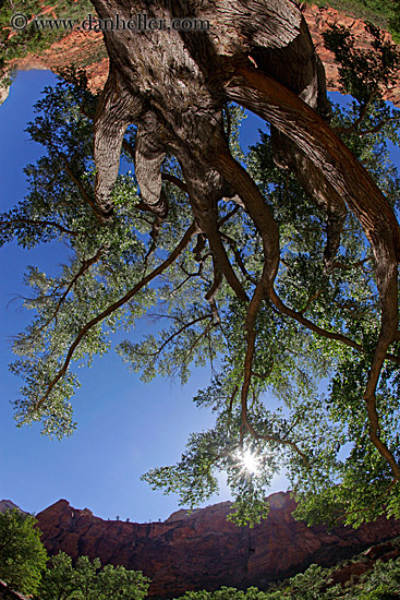 great-tree-n-mtn-fisheye-02.jpg